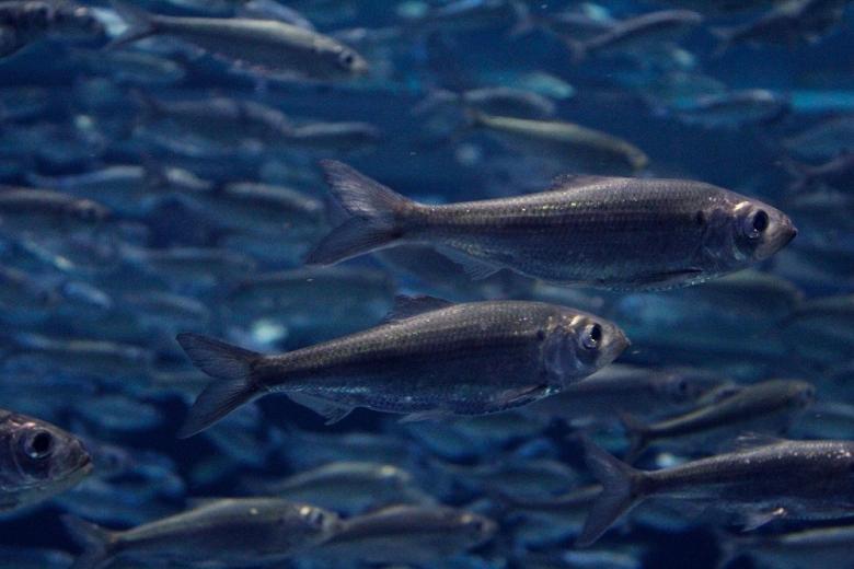 На Камчатке может измениться ареал обитания рыбы и крабов